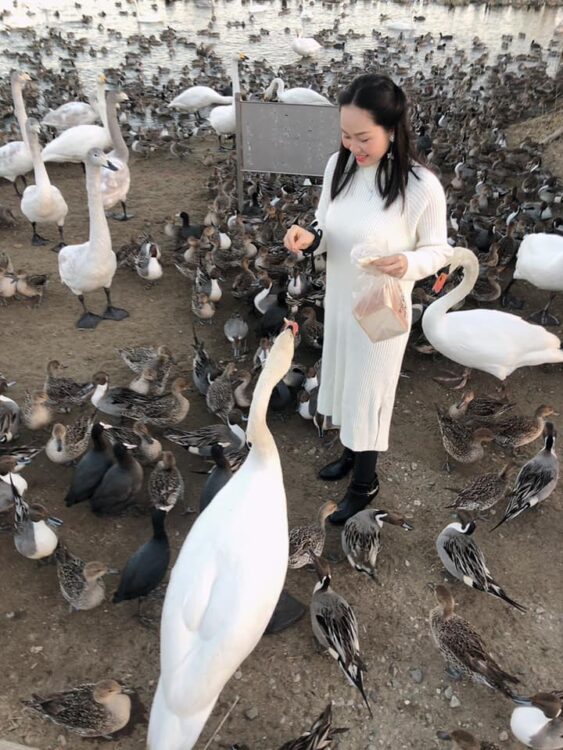 北浦湖畔・白鳥の里白鳥の越冬地