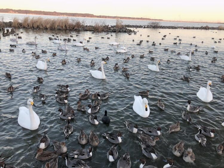 北浦湖畔・白鳥の里白鳥の越冬地