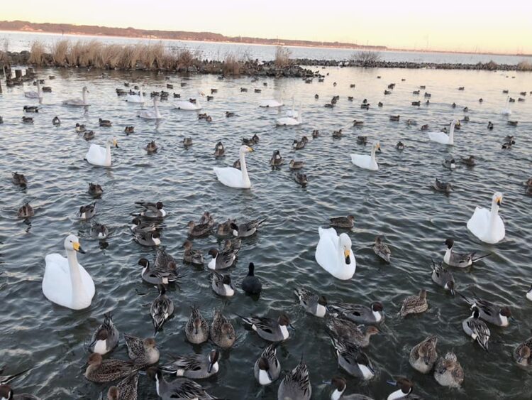 北浦湖畔・白鳥の里
白鳥の越冬地