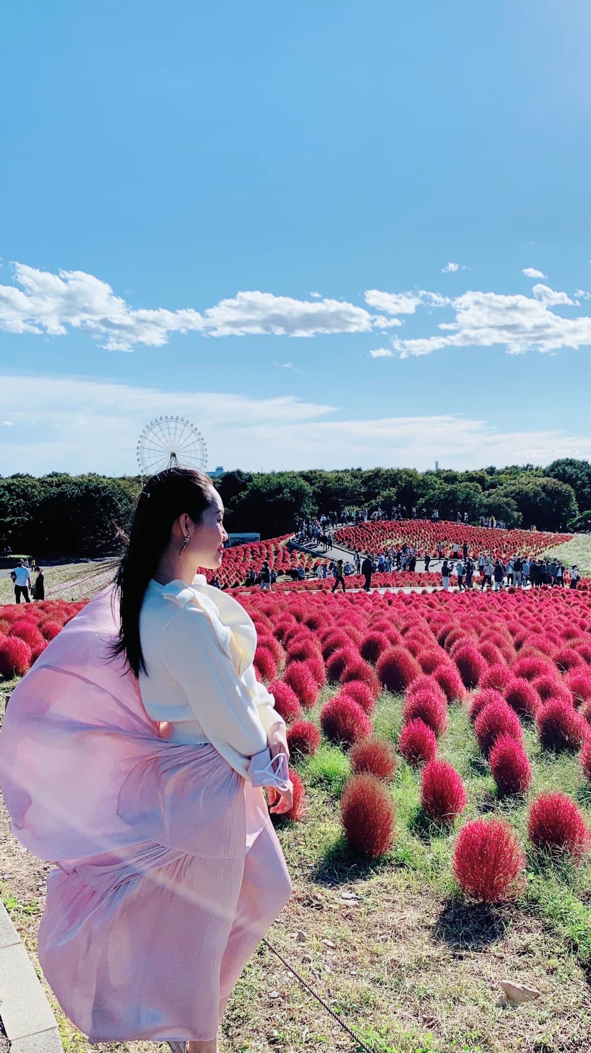 コキア ひたち海浜公園でインスタ映えはココっ シャム紀行