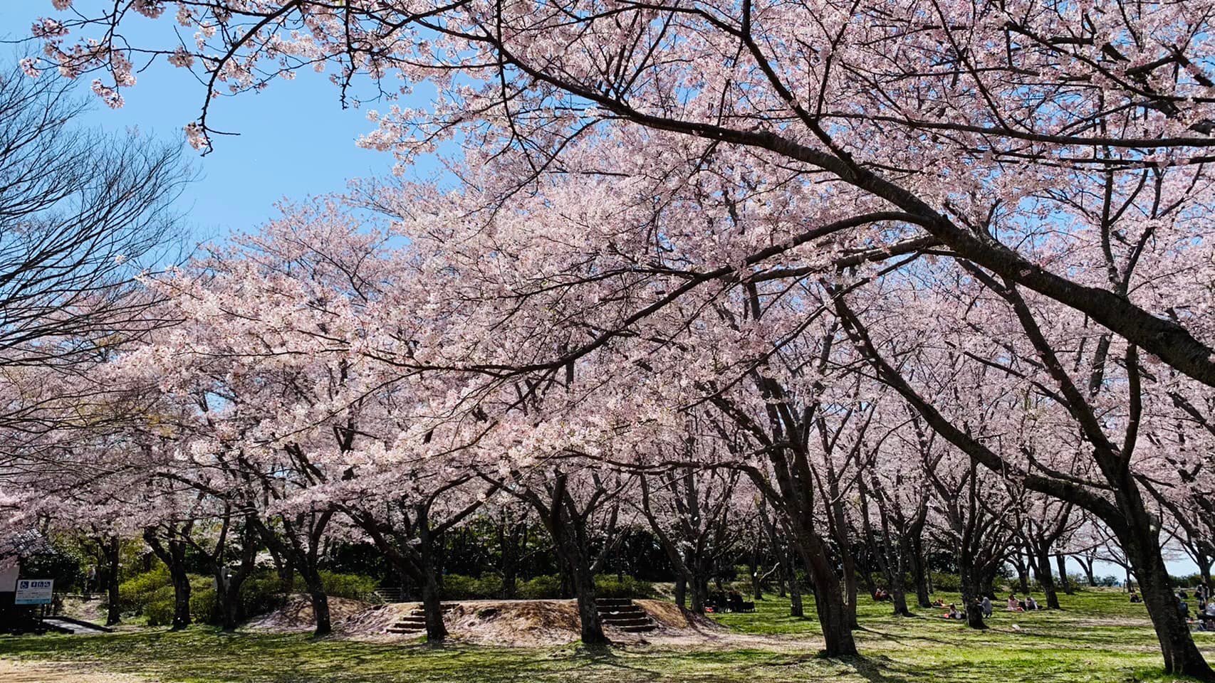 鹿嶋市城山公園の花見