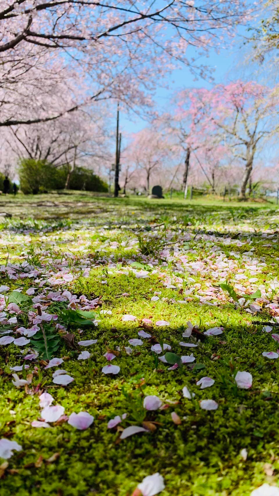 鹿嶋市城山公園