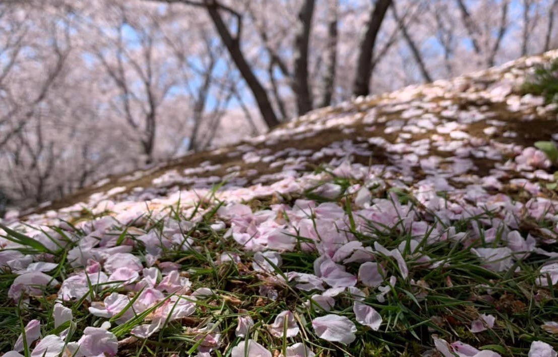 鹿嶋市城山公園の桜