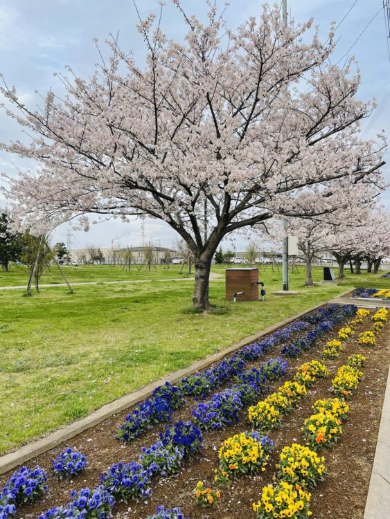 神栖市　神栖中央公園の桜で花見の写真